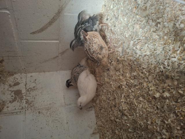 Photo Grosse caille image 2/3