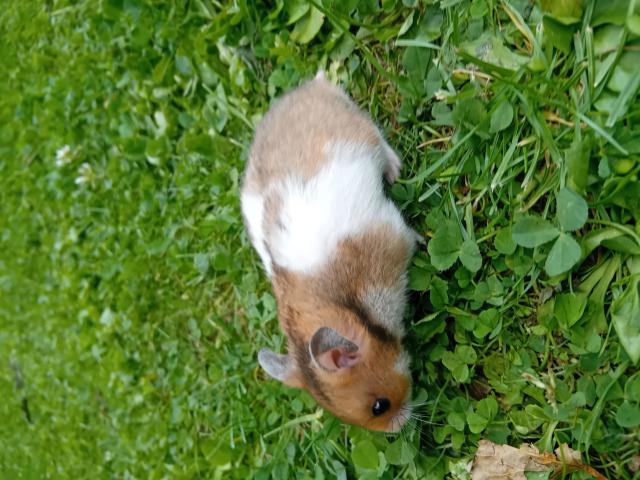 Photo Hamsters dorés image 2/6