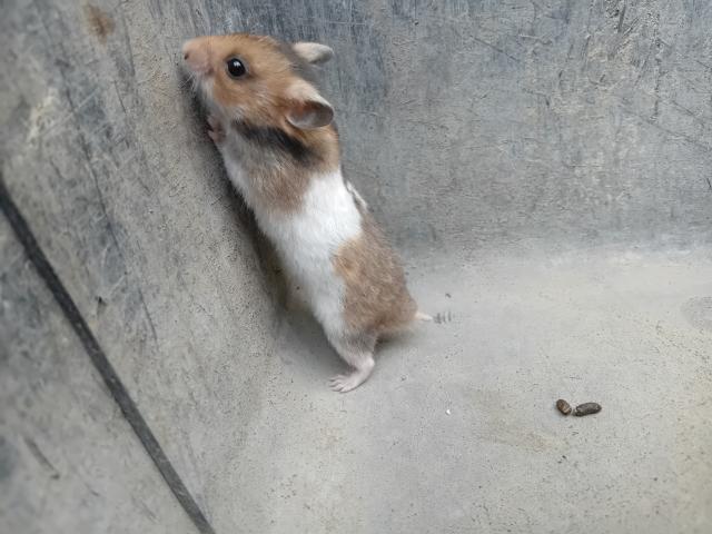 Photo Hamsters dorés image 2/5