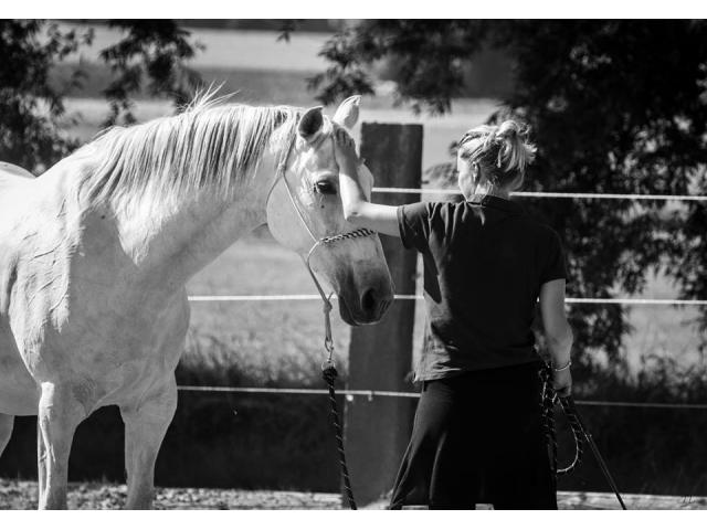Photo hébèrgement grand confort pour chevaux image 2/6