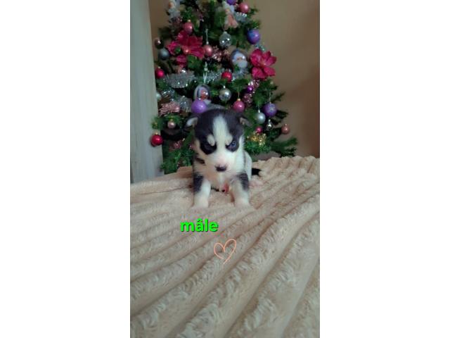 Photo Husky sibérien image 2/6