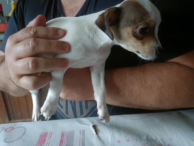 Photo Jack russell image 2/2