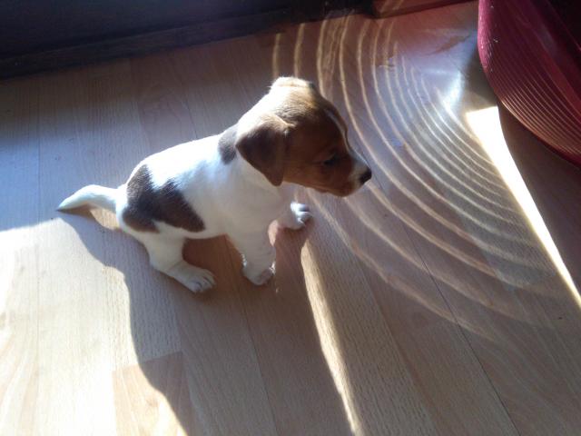 Photo jack-russell a vendre image 2/5