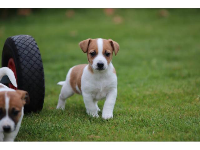 Photo Jack Russell - chiots 100 % Belge image 2/3