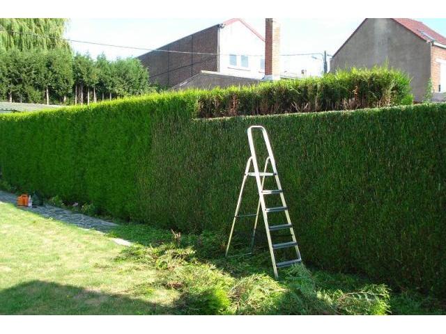 Photo Jardinage, entretien jardin image 2/2