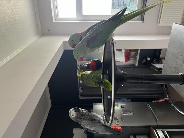 Photo Je cherche des oiseaux perroquet à donner contre bonne soin même bébé handicapé image 2/2