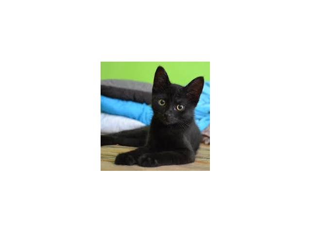 Photo je cherche un chaton sur dinant image 2/6