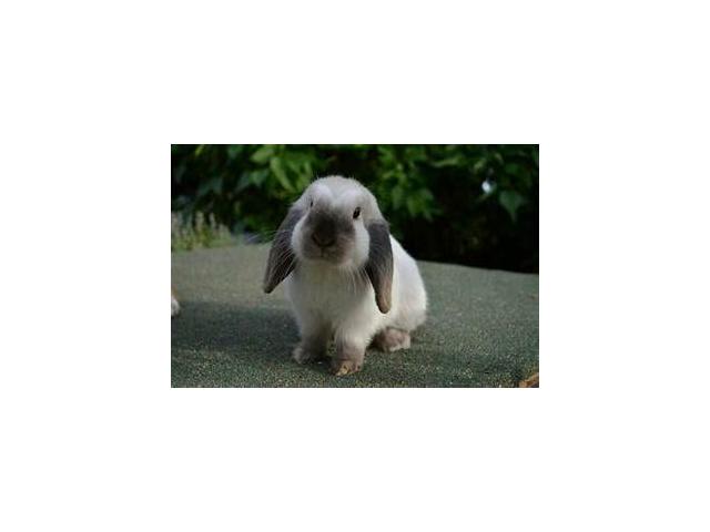 Photo Je cherche un lapin belier nain male Adulte image 2/3