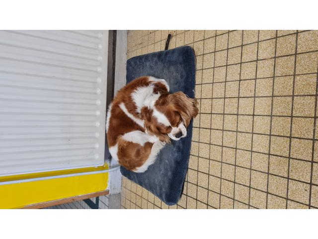 Photo Je donne cavalier king charles image 2/3