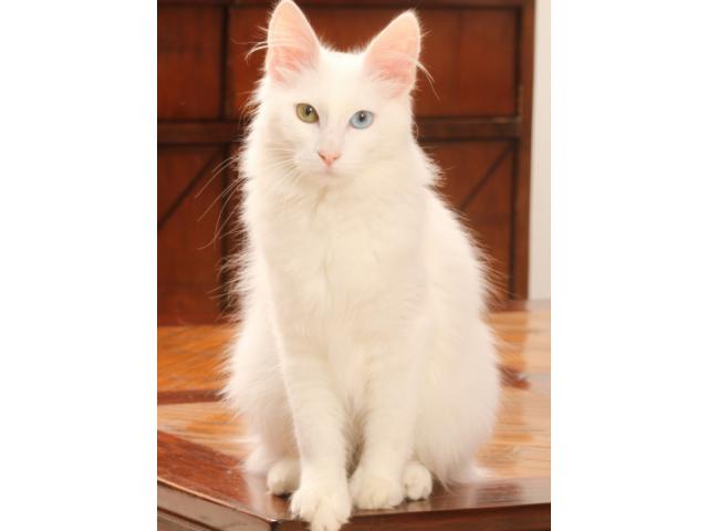 Photo je recherche un chaton blanc d'un 1 mois Ou 2 image 2/2
