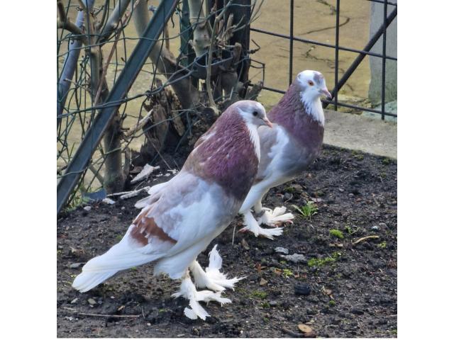 Photo Je vend des pigeons boulant de pomeranie image 2/5