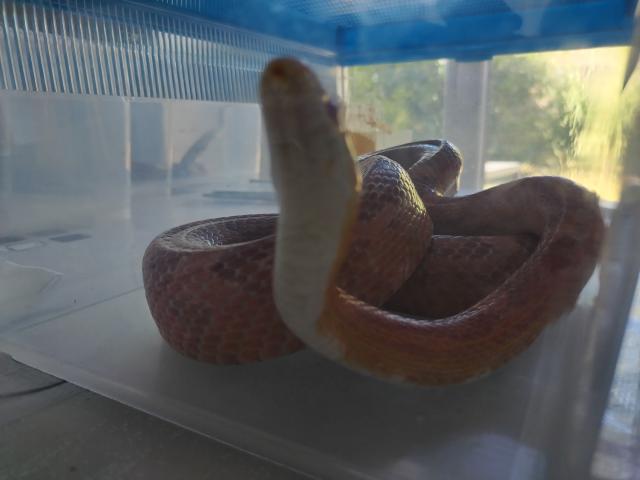 Photo Je vends mon serpent des blés amela image 2/3