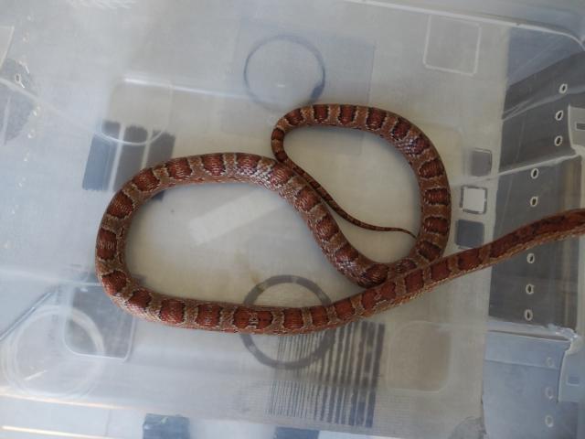 Photo Je vends mon serpent des blés femelle image 2/2