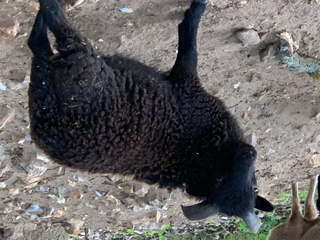 Photo Jeune bélier noir mouton ouessant image 2/3