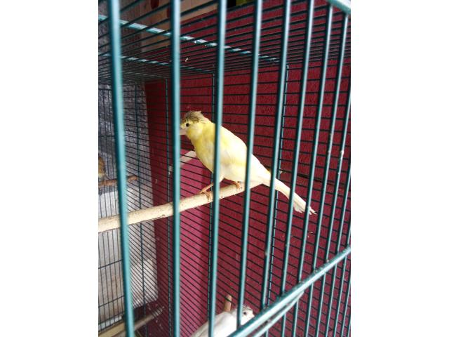 Photo Jeune Canaries voir description image 2/3