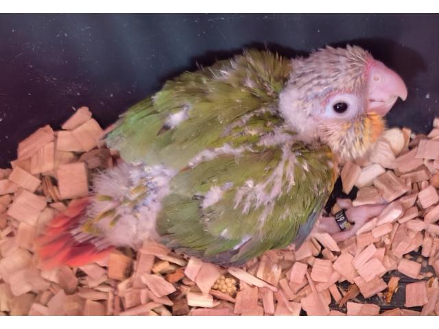 Photo Jeune Conure Pyrrhura Molinae EAM image 2/2