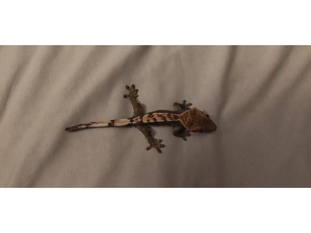 Photo Jeune Gecko à crête Mâle à vendre image 2/6