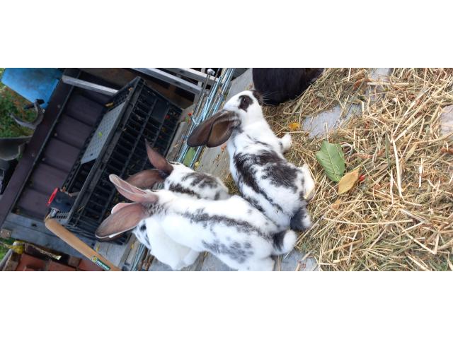 Photo Jeune lapin croisé image 2/2
