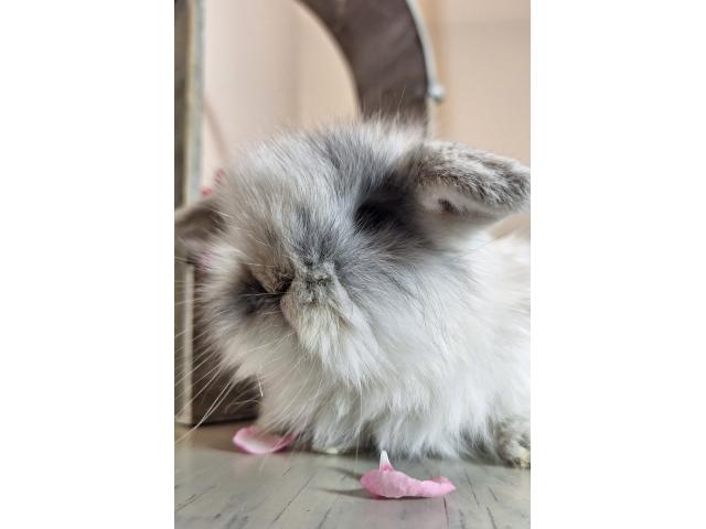 Photo Jeune lapin nain bélier. image 2/3