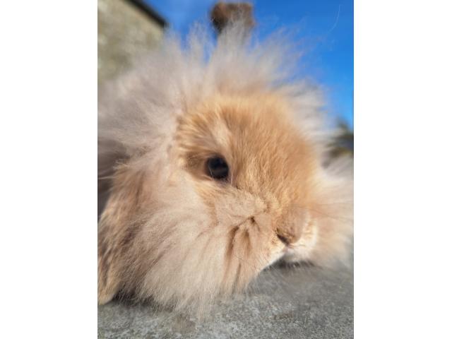 Photo Jeune lapin nain bélier image 2/3