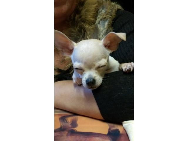 Photo Jeune mâle Chihuahua à vendre. image 2/2