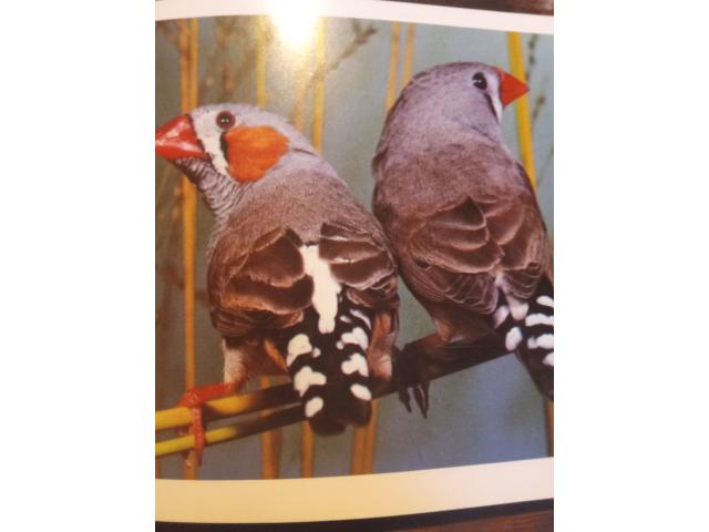 Photo Jeune mandarins image 2/2
