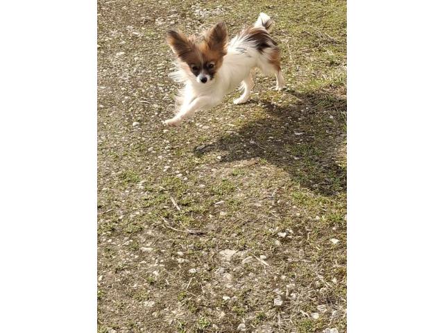 Photo JEUNE PAPILLON FEMELLE image 2/2