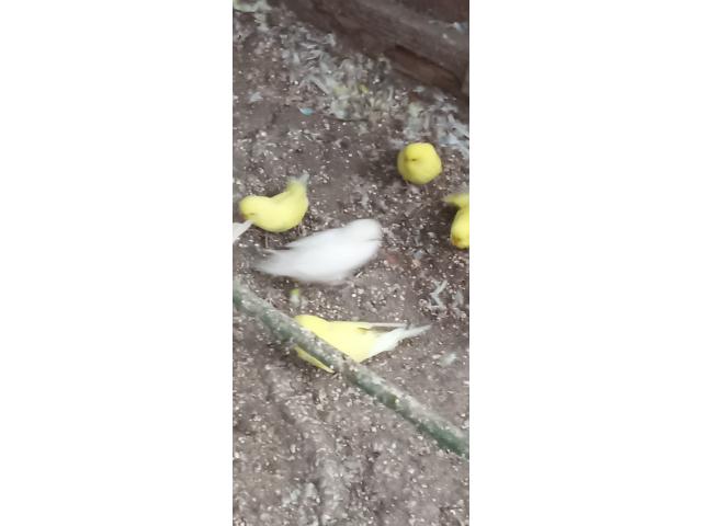 Photo Jeune perruche ondulée image 2/2