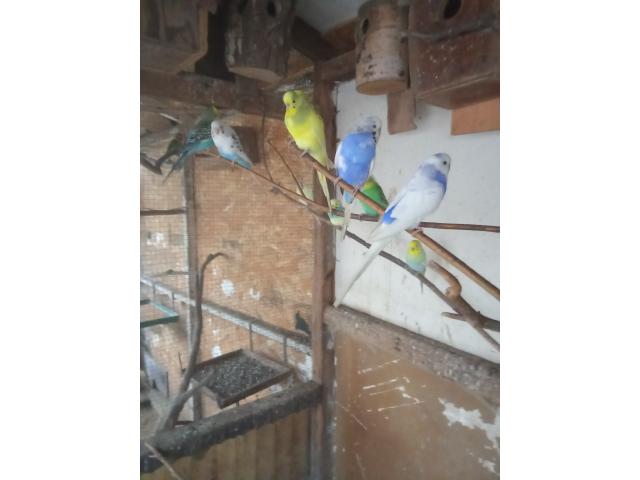 Photo Jeune perruche ondulée image 2/3