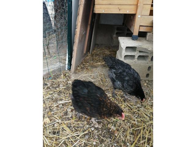 Photo jeunes coqs croisés marans image 2/4