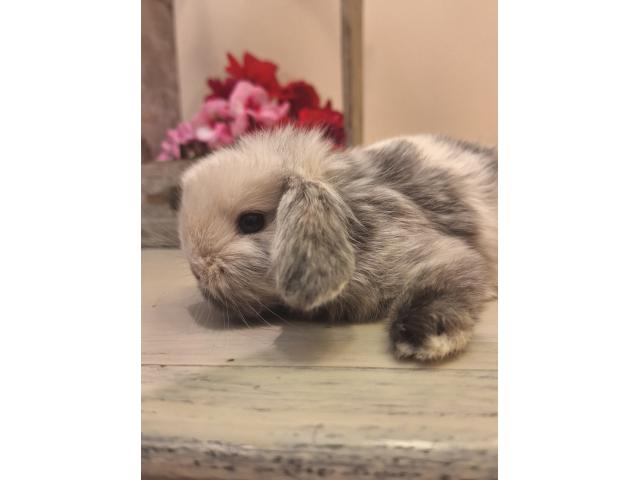 Photo Jeunes lapins nains bélier image 2/6