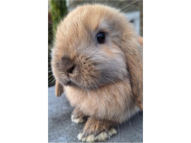 Photo Jeunes lapins nains bélier image 2/6