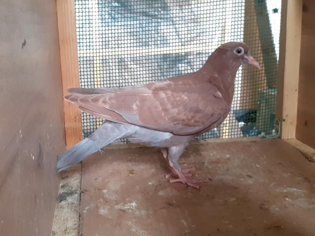 Photo JEUNES PIGEONS ROUGES CHOCOS image 2/6