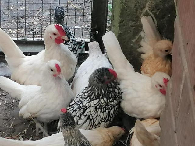 Photo jeunes poules sebright citron ou blanc ou brun ou argenté image 2/6