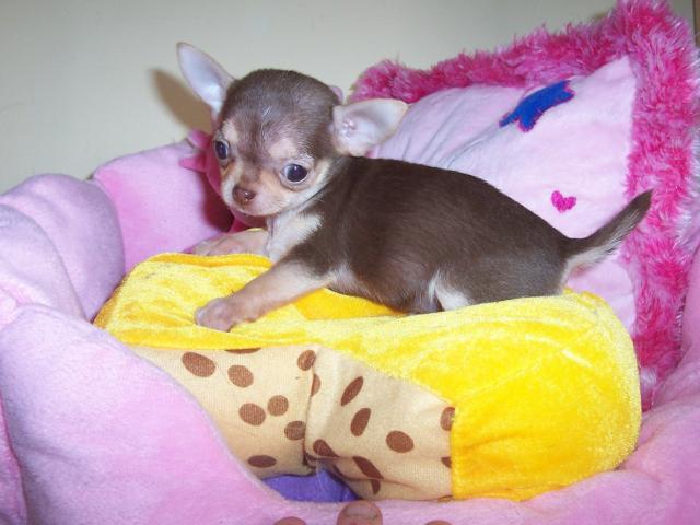 Photo Joli Chiot CHIHUAHUA Lof image 2/3