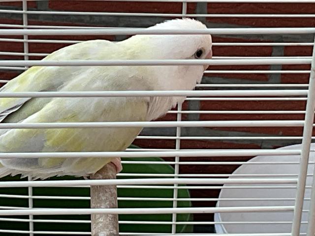 Photo Jolie inséparable jaune clair apprivoisée image 2/2