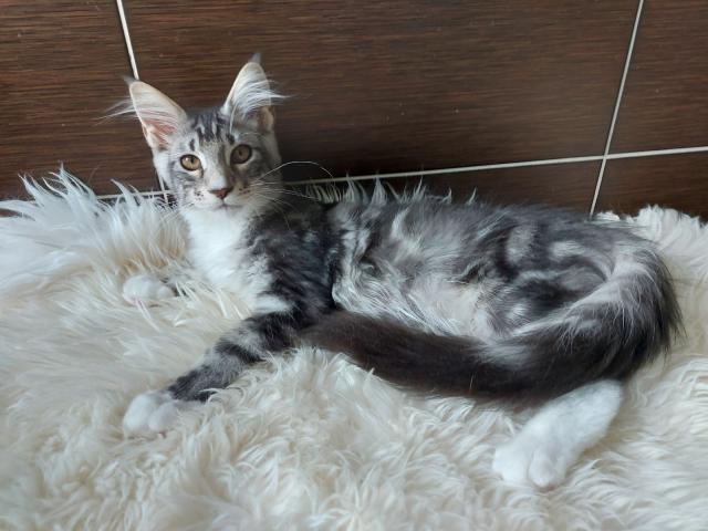 Photo Jolies Chatons Maine Coon avec Pedigree a vendre au Luxembourg image 2/3