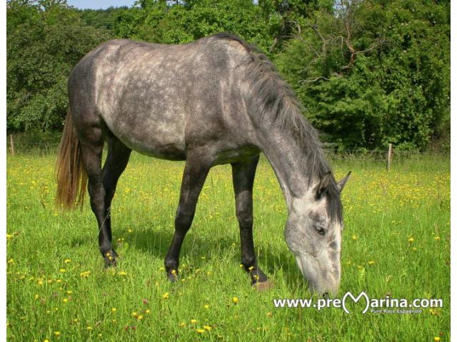 Photo Jument pure race espagnole de 6 ans/ Bon mental image 2/2