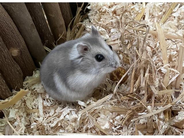 Photo Kit complet pour Hamster (Hamster russe/Utilitaires/Habitat) image 2/6
