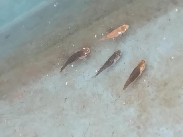 Photo Koii image 2/6