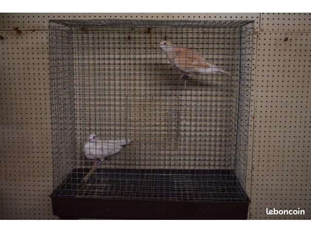 Photo la cage avec un couple de tourterelles image 2/3