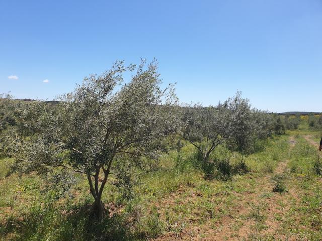 Photo La Ferme Royal T742 Hammamet image 2/4