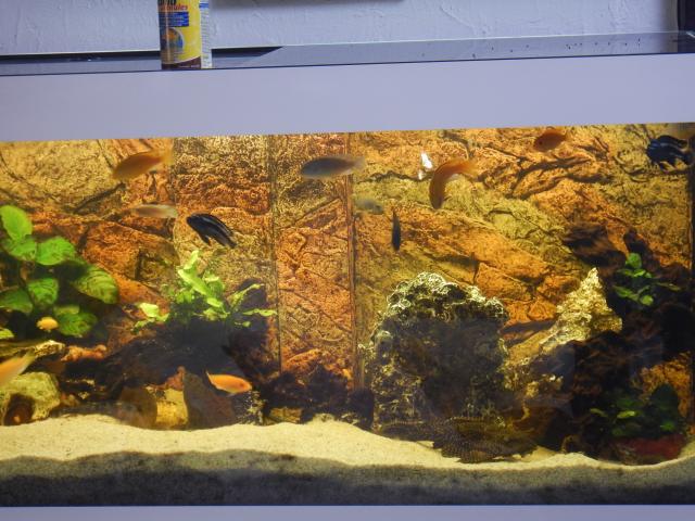 Photo Labidochromis yellow a donner région verviers image 2/2