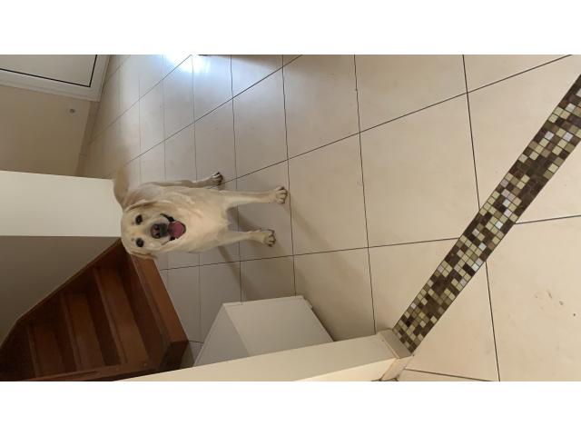 Photo Labrador recherche une nouvelle famille avec confort image 2/2