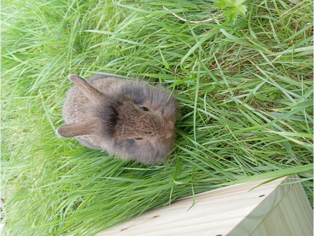 Photo Lapin croisé image 2/6