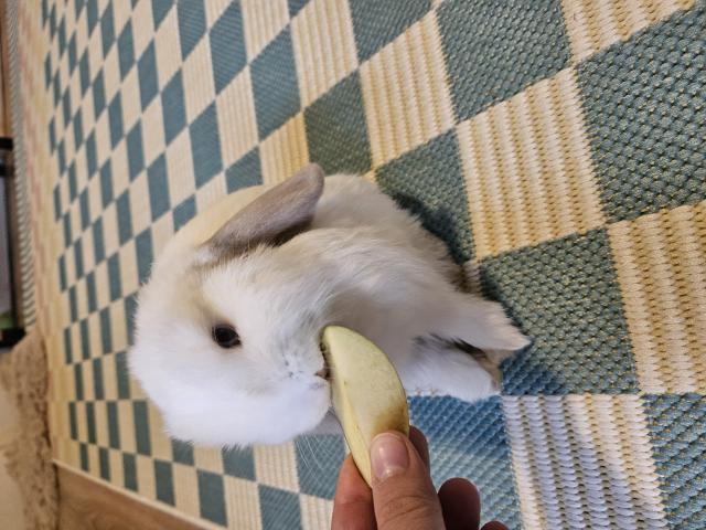 Photo Lapin minilop image 2/6