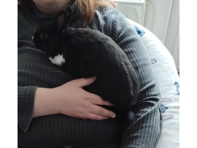 Photo lapin nain image 2/3