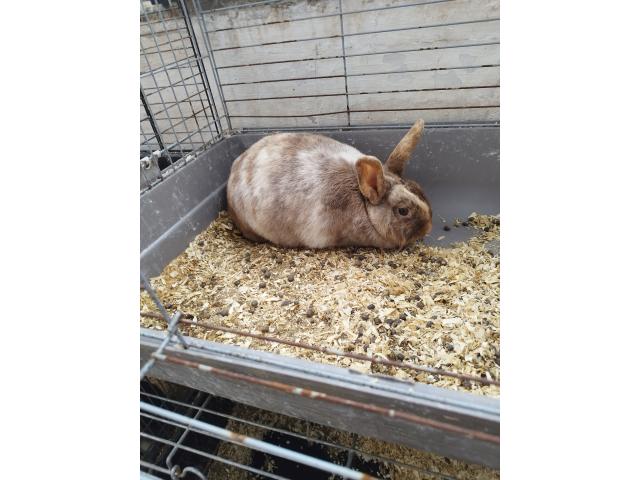 Photo Lapin nain image 2/6
