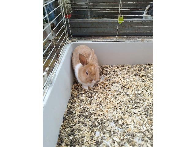 Photo Lapin nain image 2/2