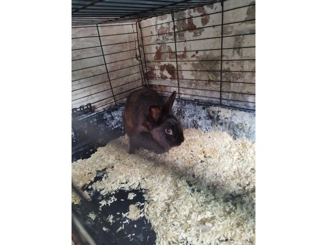 Photo Lapin nain image 2/6